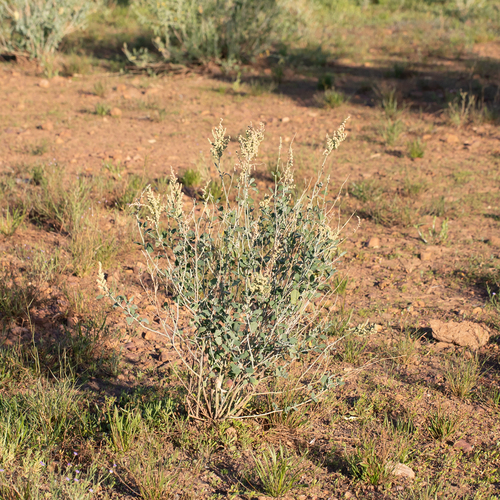 Chenopodium auricomum (Blue bush) — photo