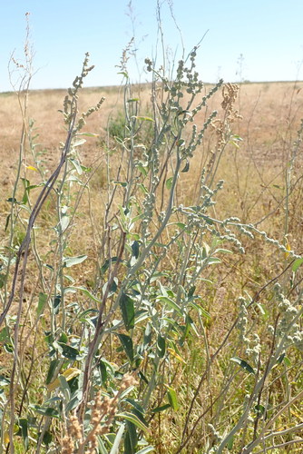 Chenopodium auricomum