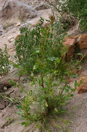 Chenopodium berlandieri (Berlandier’s lamb’s quarters) — photo