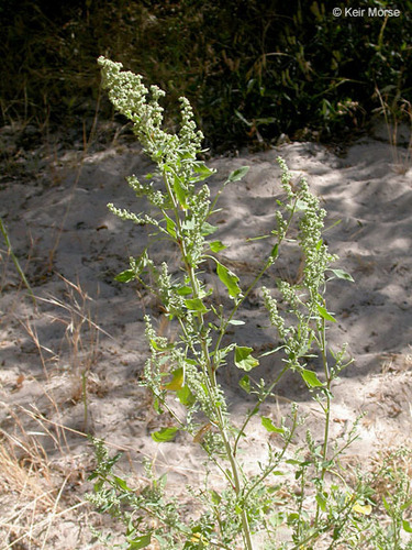 Chenopodium berlandieri (Berlandier’s lamb’s quarters) — photo