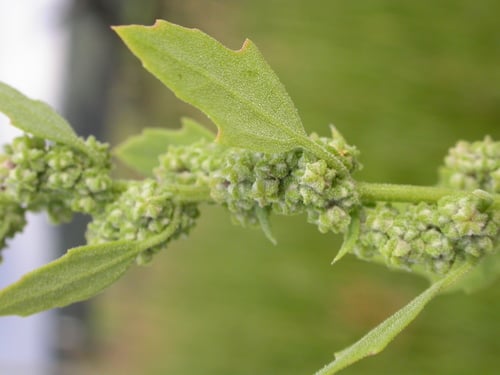 Chenopodium berlandieri