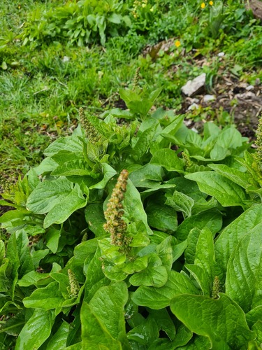 Chenopodium bonus-henricus (Good King Henry) — photo