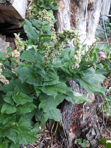 Chenopodium bonus-henricus (Good King Henry) — photo