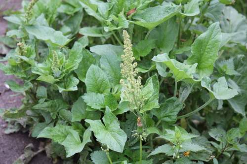Chenopodium bonus-henricus