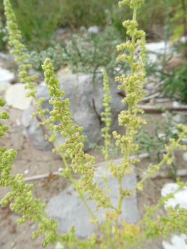 Chenopodium botrys (Sticky goosefoot) — photo
