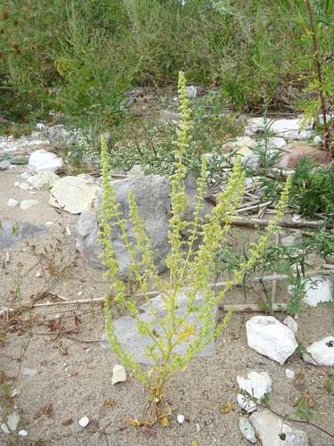 Chenopodium botrys (Sticky goosefoot) — photo