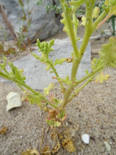 Chenopodium botrys
