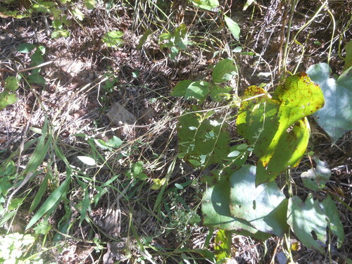 Chenopodium bryoniifolium — photo