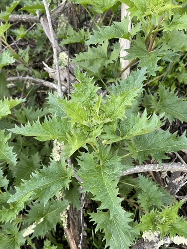 Chenopodium californicum (California goosefoot) — photo