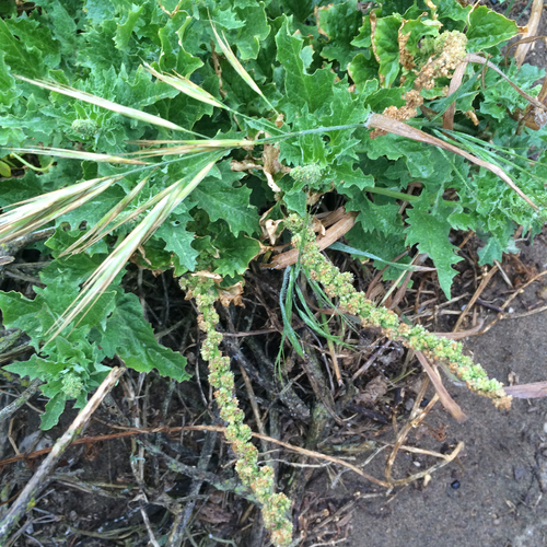 Chenopodium californicum (California goosefoot) — photo