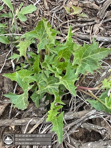Chenopodium californicum
