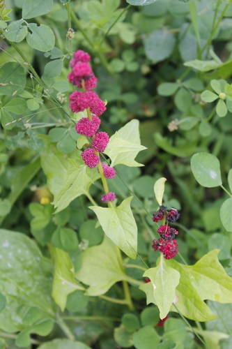 Chenopodium capitatum (Strawberry blite) — photo