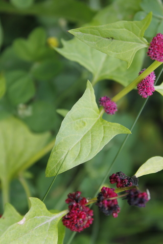 Chenopodium capitatum (Strawberry blite) — photo