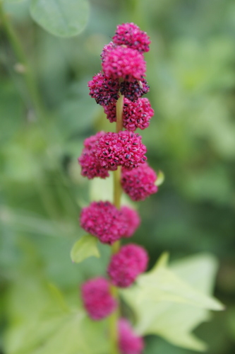 Chenopodium capitatum