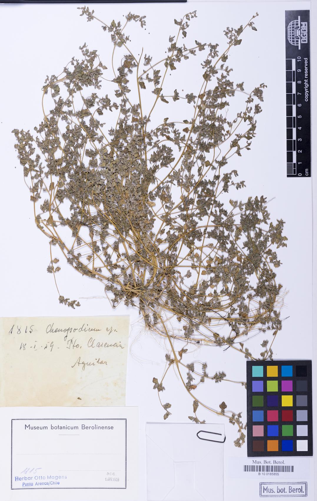Chenopodium carnosulum (Ridged goosefoot) — photo