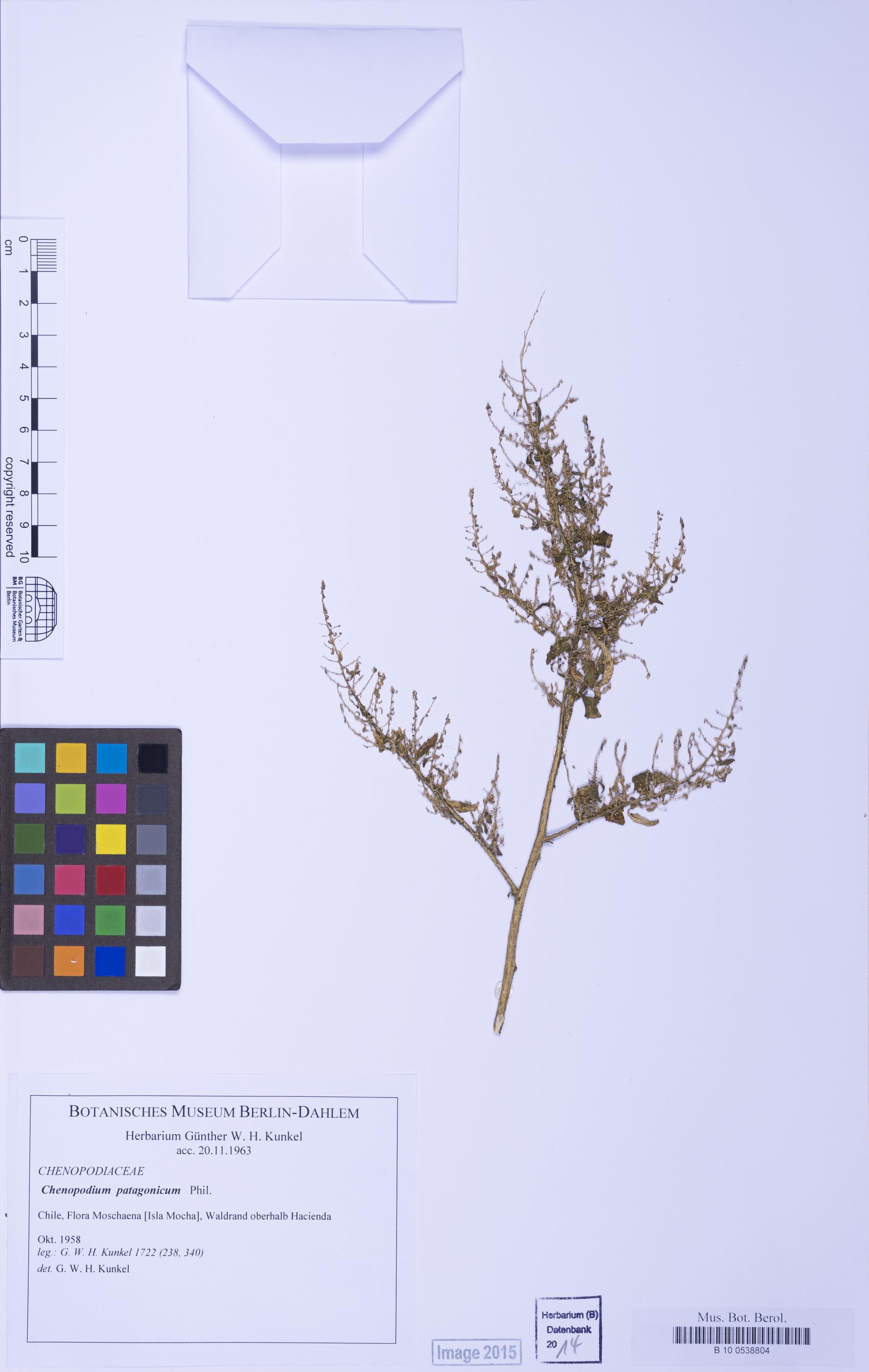 Chenopodium carnosulum (Ridged goosefoot) — photo