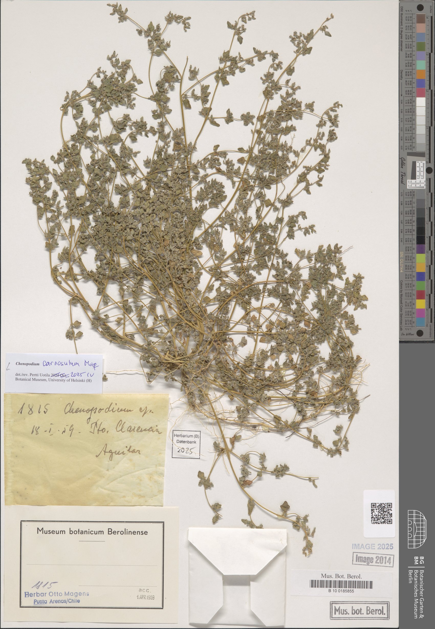 Chenopodium carnosulum