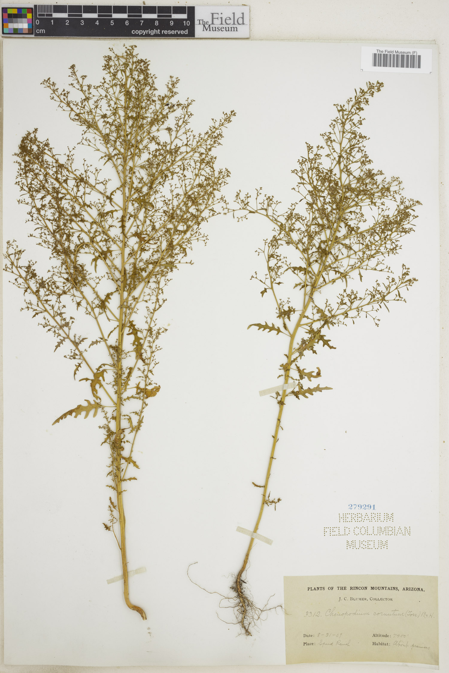 Chenopodium cornutum — photo