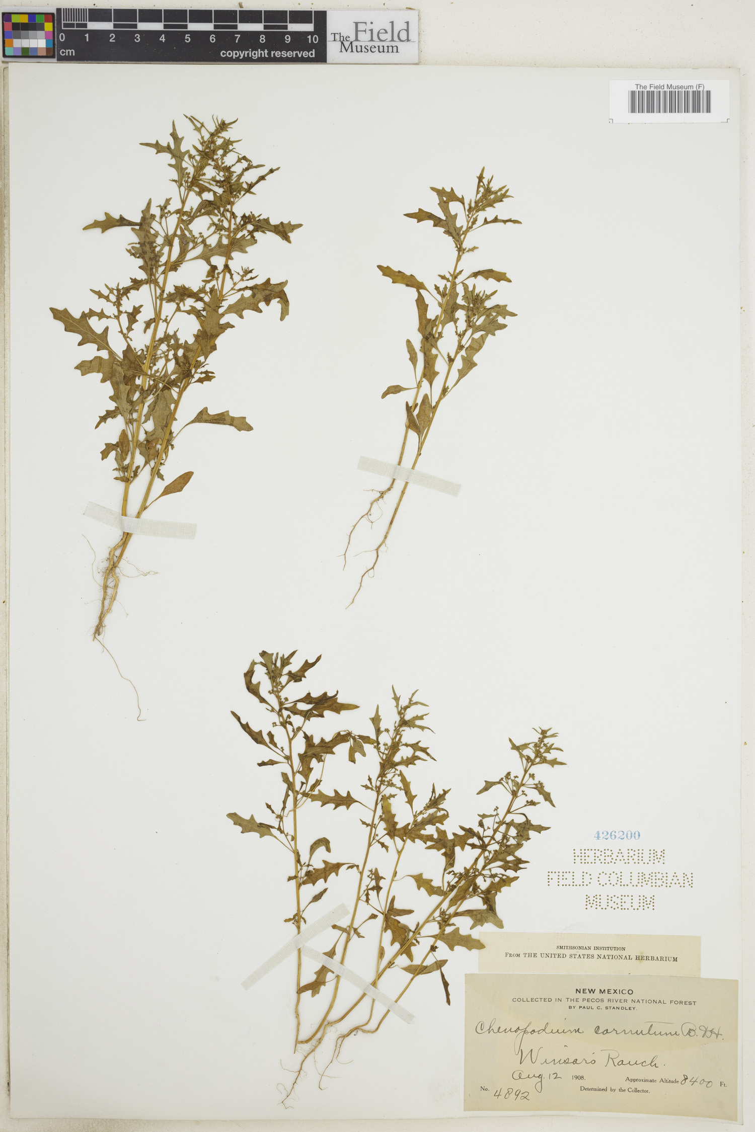 Chenopodium cornutum — photo