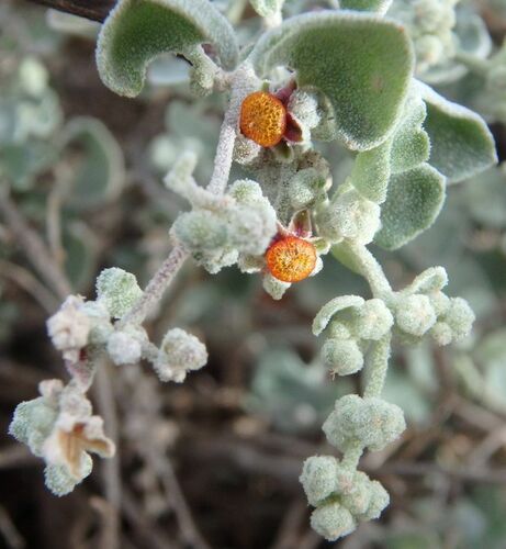 Chenopodium curvispicatum (Cottony saltbush) — photo