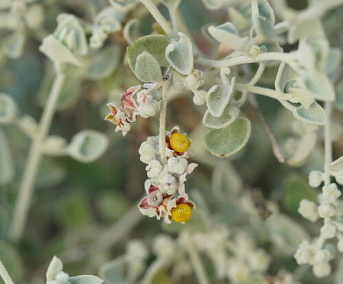 Chenopodium curvispicatum (Cottony saltbush) — photo