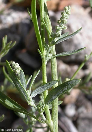 Chenopodium desiccatum var. leptophylloides