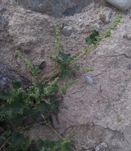 Chenopodium erosum — photo