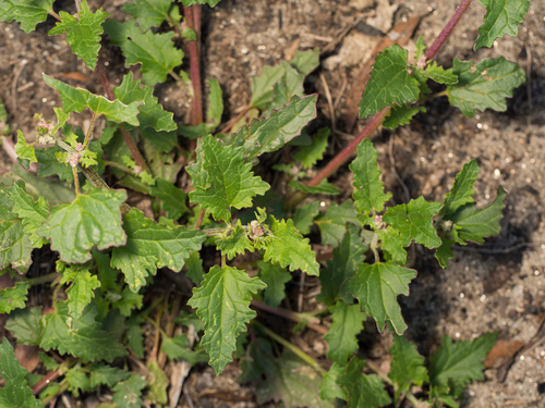 Chenopodium erosum — photo
