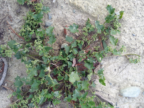 Chenopodium erosum