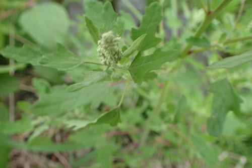 Chenopodium ficifolium (Fig-leaved goosefoot) — photo
