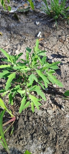 Chenopodium ficifolium