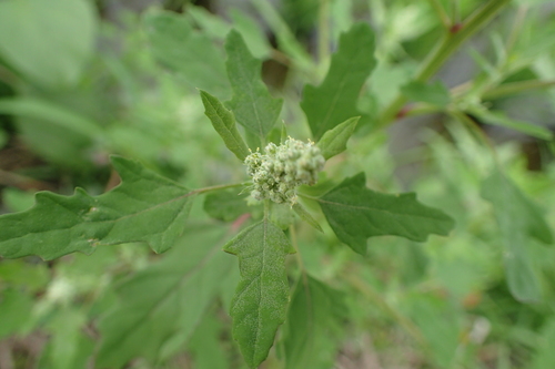 Chenopodium ficifolium (Fig-leaved goosefoot) — photo