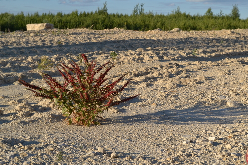 Chenopodium foliosum (Strawberry-fruited fat hen) — photo