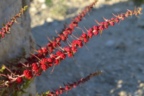 Chenopodium foliosum (Strawberry-fruited fat hen) — photo