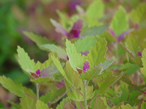 Chenopodium formosanum — photo