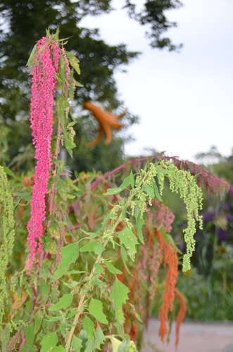 Chenopodium formosanum — photo