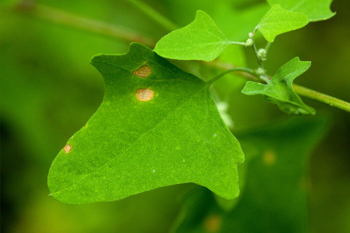 Chenopodium fremontii (Fremont’s Lamb’s quarters) — photo