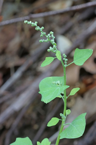 Chenopodium fremontii (Fremont’s Lamb’s quarters) — photo