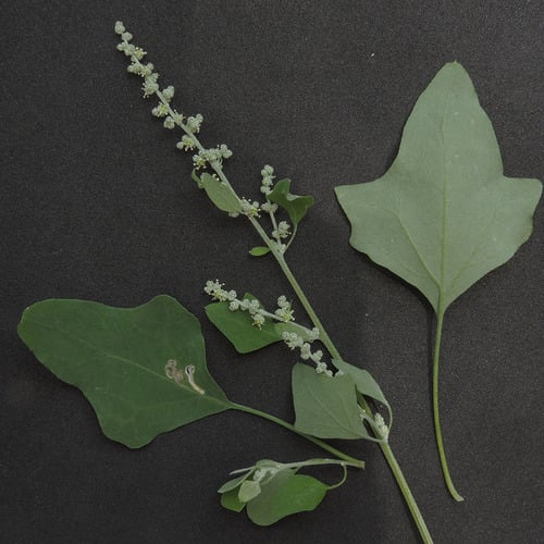 Chenopodium fremontii