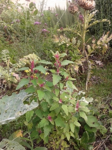 Chenopodium giganteum (Goosefoot) — photo