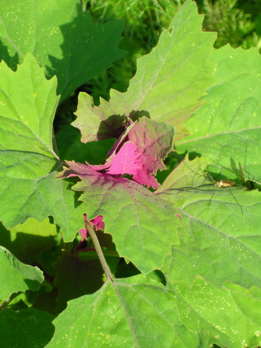 Chenopodium giganteum (Goosefoot) — photo