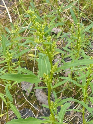 Chenopodium glaucum (Oakleaf goosefoot) — photo