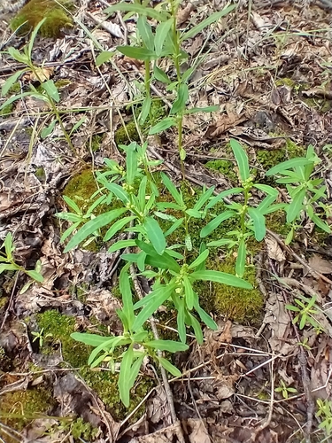 Chenopodium glaucum (Oakleaf goosefoot) — photo