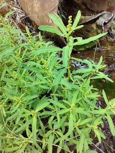 Chenopodium glaucum