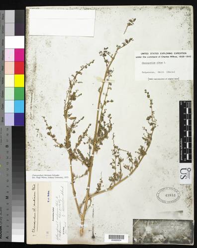 Chenopodium hircinum