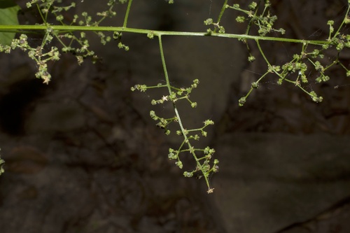 Chenopodium hybridum (Maple-leaved goosefoot) — photo