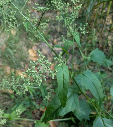 Chenopodium hybridum