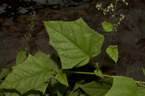 Chenopodium hybridum (Maple-leaved goosefoot) — photo