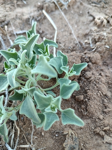 Chenopodium incanum (Mealy goosefoot) — photo