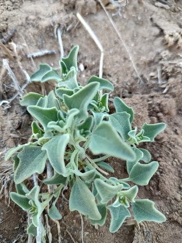 Chenopodium incanum (Mealy goosefoot) — photo